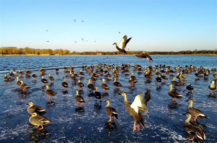허베이 탕산: 물새들의 천국 난후 호수