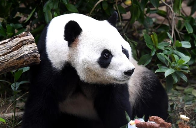 광시 류저우 동물원, 판다 ‘밍방’ 생일 맞아