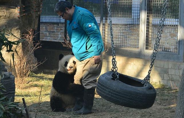 베이징 동물원 마스코트 판다 ‘푸싱’…관람객 시선 강탈