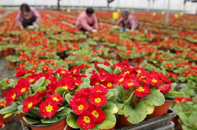 장쑤 하이안: 명절 앞두고 분재식물 판매 성수기