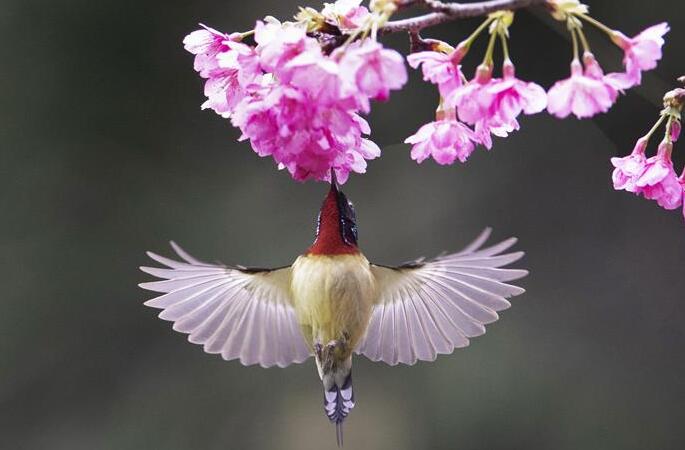 벚꽃 숲 날아다니는 새