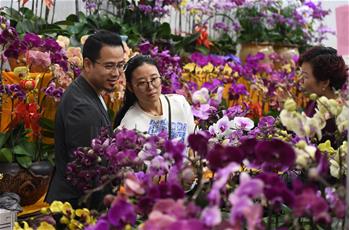광둥 선전: 꽃시장서 새해 설 맞이