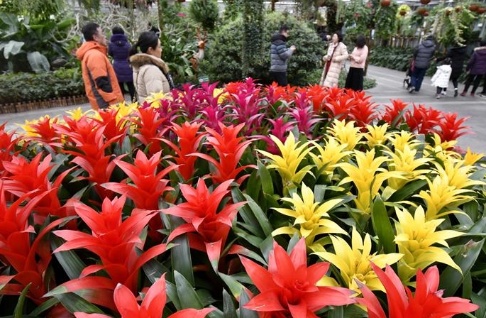 베이징: 설 연휴에 꽃 감상