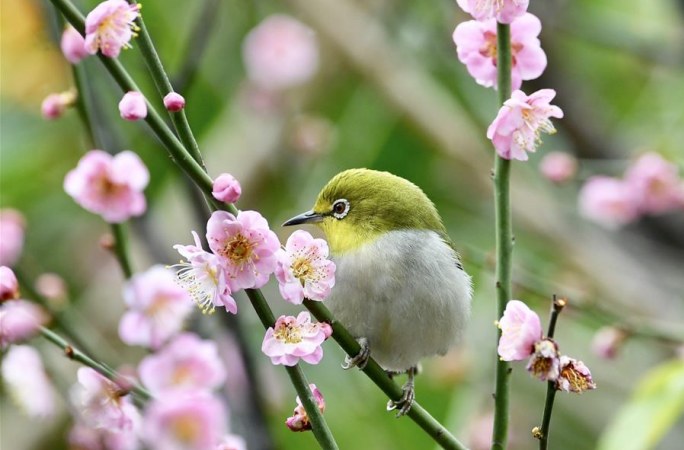 봄 꽃 찾은 동박새