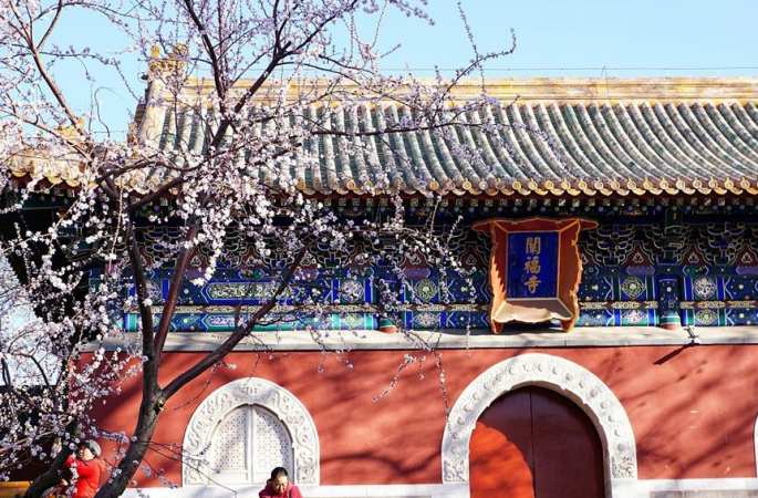 베이징: 봄빛 완연한 베이하이 공원…봄꽃 활짝
