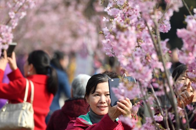 위위안탄 공원, 봄 재촉하는 이른 벚꽃