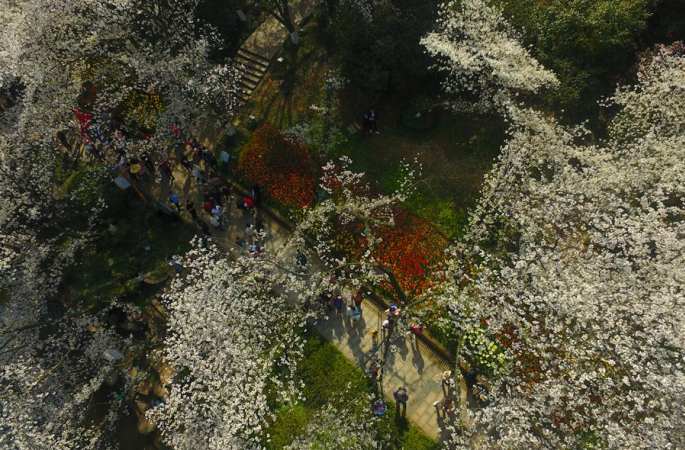 벚꽃 만개한 봄날의 식물원