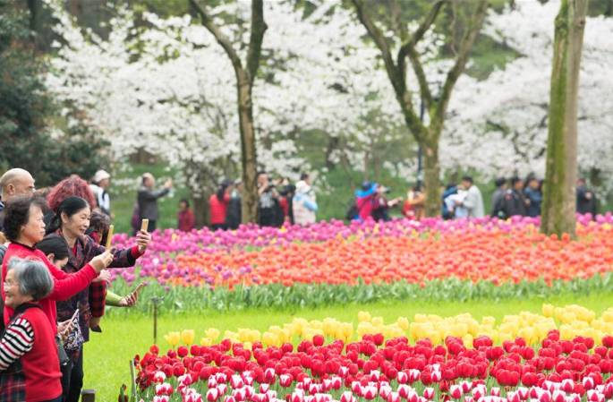 항저우 타이쯔완공원, 튤립 만개...벚꽃비 장관