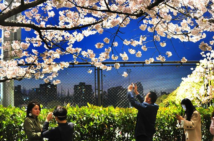 상하이: 퉁지대학 캠퍼스의 로맨틱한 벚꽃 야경