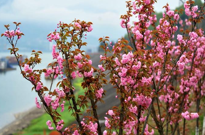 후베이 이창: 한 폭의 풍경화 같은 ‘벚꽃 회랑’