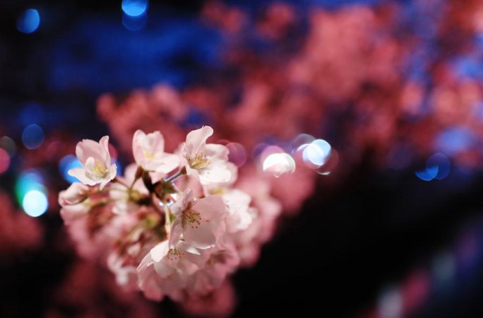 도쿄 양안 벚꽃 만개