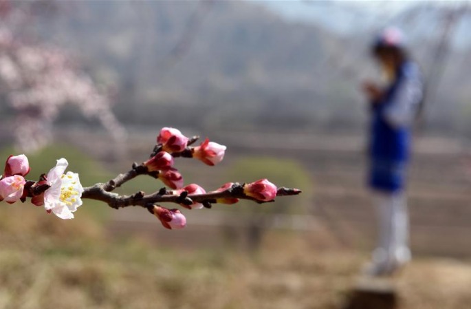 간쑤성 린샤: 살구꽃 연분홍 꽃망울 향연 펼쳐