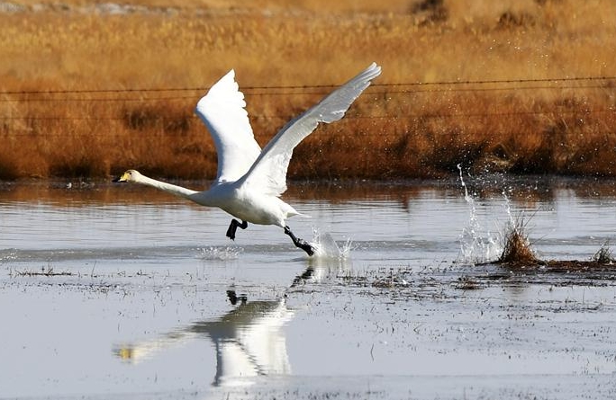간쑤 아커싸이: 북상하는 철새 얼음 녹은 습지에 도래