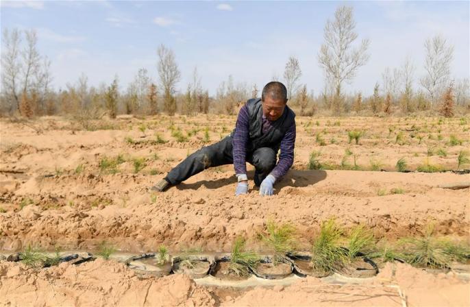 산시 위린: 사막에 나무 심기 ‘한창’