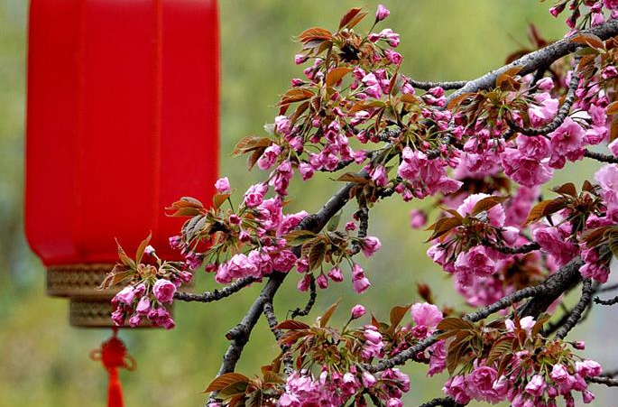 베이징: 위위안탄 벚꽃에 취하다