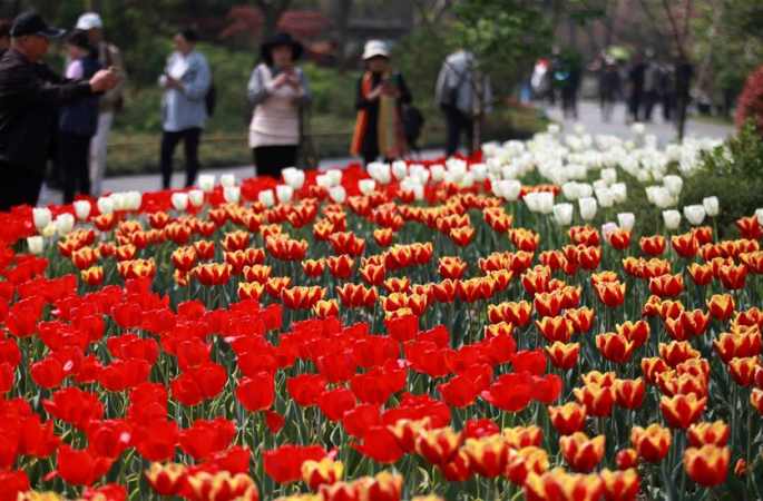 장쑤 양저우: 상춘객 유혹하는 형형색색 꽃들의 향연