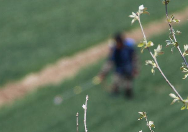 허베이 쭌화: 봄철 밀밭 가꾸기 한창