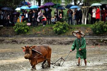 푸젠 서부 롄청: 객가 춘경제 농경문화 전승
