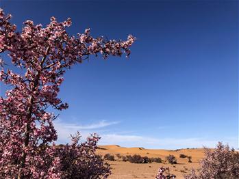 사막의 꽃—몽골 복사나무, 최대 개화기에 진입