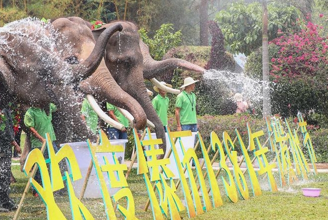 다이족 신년 축제… 코끼리 물뿌리기 이벤트 눈길