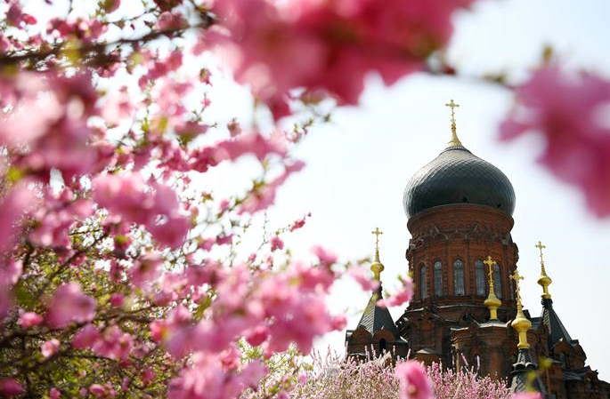 백 년 역사의 성당…분홍빛 꽃바다 속 봄 정취 물씬
