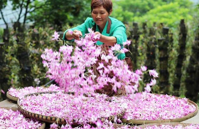 구이저우 츠수이: 석곡화가 피우는 ‘아름다운 경제’