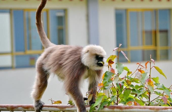 시짱 야둥: 인간과 원숭이의 조화로운 공존