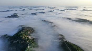 산림녹화 20년…황토 산비탈에 펼쳐진 초록의 향연