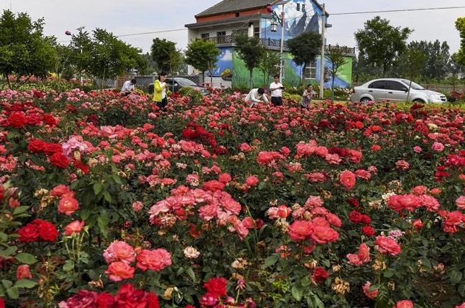 산시 뤄난: 꽃바다 이룬 ‘장미마을’