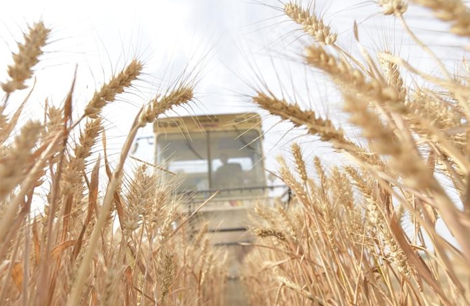 전국 밀 기계화 수확률 신기록…96% 달해