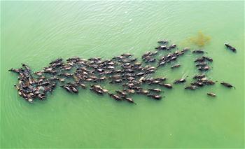 쓰촨 펑안: 강 넘어 풀밭 찾는 소떼