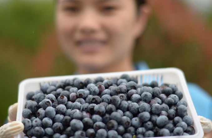 구이저우 마장: 부를 창조하는 블루베리 산업의 발전에 박차