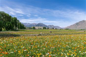 간쑤 가오타이: 치롄산 아래 펼쳐진 꽃바다