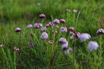 위안쯔청: 푸르른 초원에 펼쳐진 형형색색 꽃밭