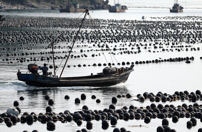 랴오닝 창하이: 수확으로 바쁜 해양 목장
