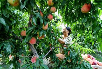 허베이 러팅: 복숭아 산업으로 농촌 경제 ‘장밋빛’
