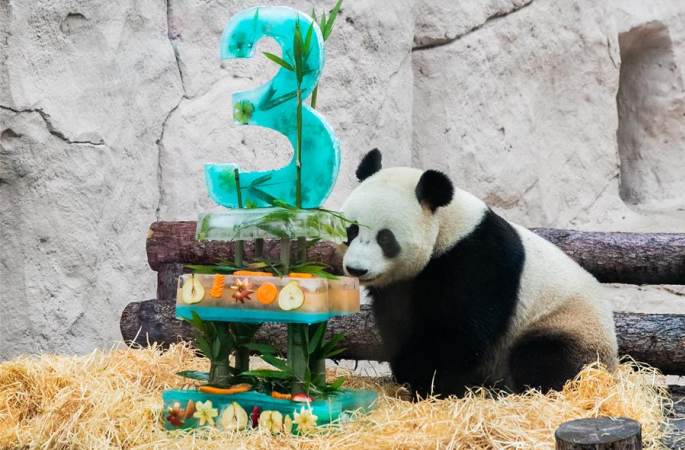모스크바 동물원, 생일 맞은 판다 루이∙딩딩