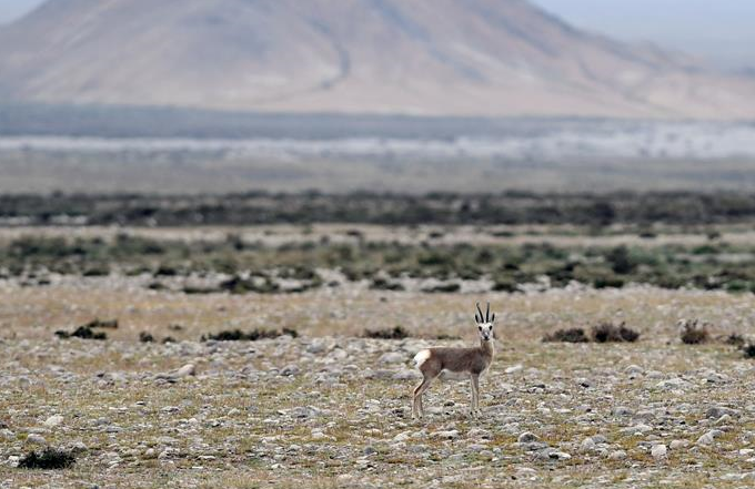 간쑤 아커싸이: 동시다발적 조치로 야생동물의 삶의 터전 수호