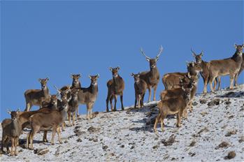간쑤 옌츠완 보호구에 10년간 멸종위기동물 백순록 190마리 증가