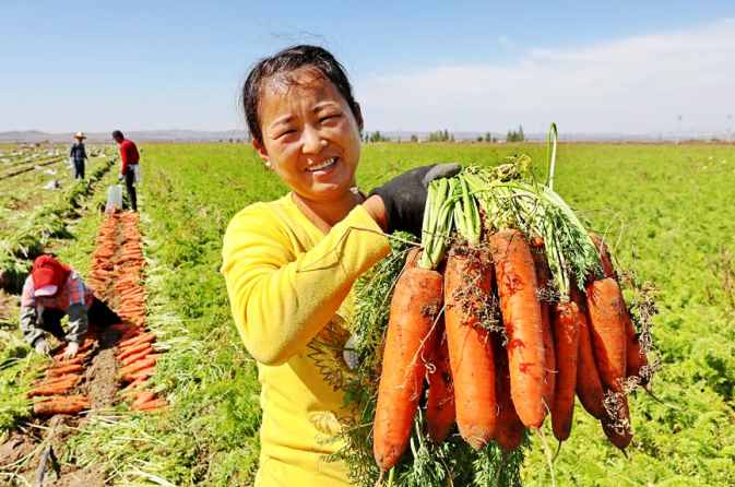 허베이 장자커우: 풍성한 수확의 계절