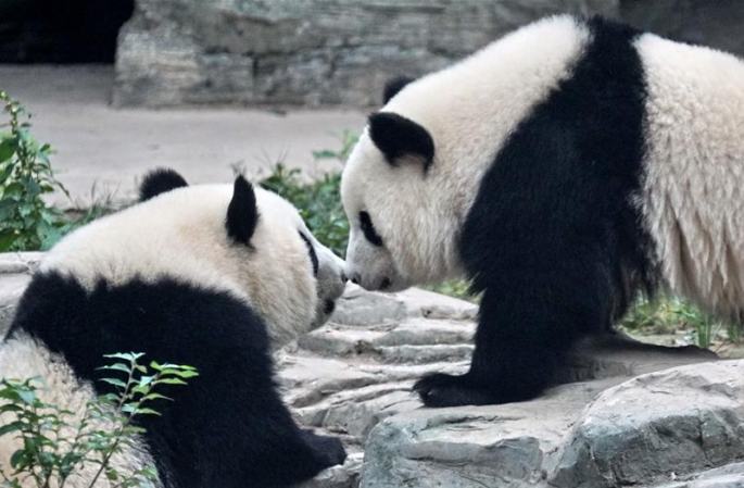 판다 쌍둥이 ‘멍바오’’멍위’ 베이징동물원에 입주