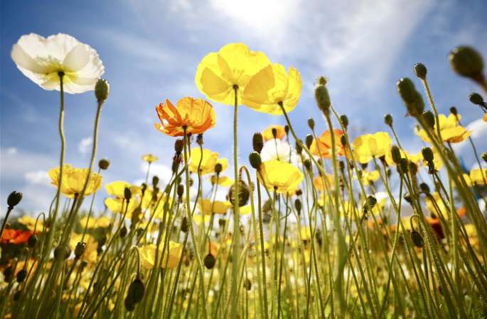 호주 최대 꽃 축제 캔버라 ‘플로리아드’ 폐막