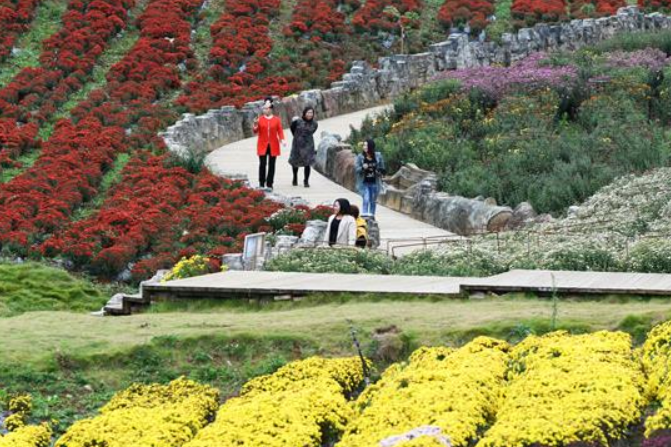 구이저우 마장: 국화꽃 만개…짙어가는 가을 낭만