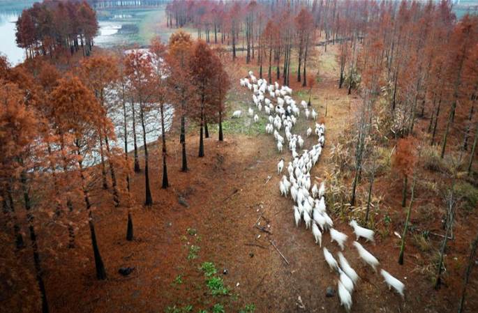장쑤 쉬이: 톈취안에 그림자 드리운 세쿼이아 숲
