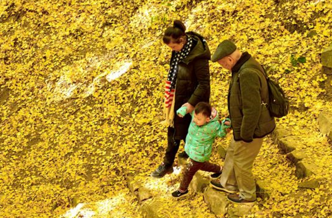 푸젠 정허: 겨울 나들이객 유혹하는 노란 은행나무 단풍