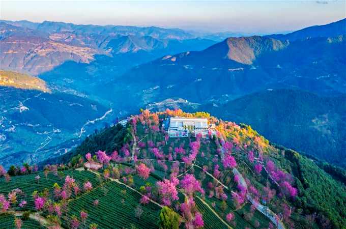 우량산 벚꽃 골짜기: 초록빛 차밭에 펼쳐진 벚꽃 향연