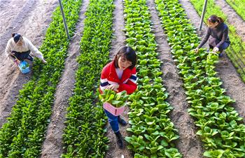 허베이 우창: ‘필수 관광 코스’로 떠오른 하우스 과일·야채 재배 단지