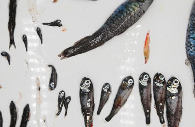 ‘쉐룽2’호, 남극서 진귀한 어류 샘플 ‘포획’