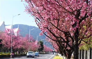 봄의 도시 쿤밍: 만발한 겨울벚꽃