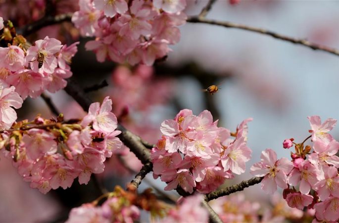 상하이: 벚꽃과 함께 찾아온 봄